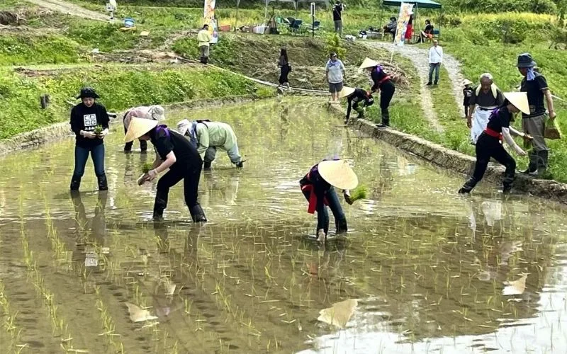 Với sự giúp đỡ của bà con nông dân, chúng tôi đã thành công tái canh tác 7 ruộng bậc thang, trong đó có 4 ruộng năm ngoái và 3 ruộng mới năm nay!